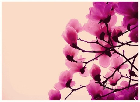 Hokusai Hokusai painting of Hibiscus blooms